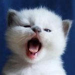mtdk